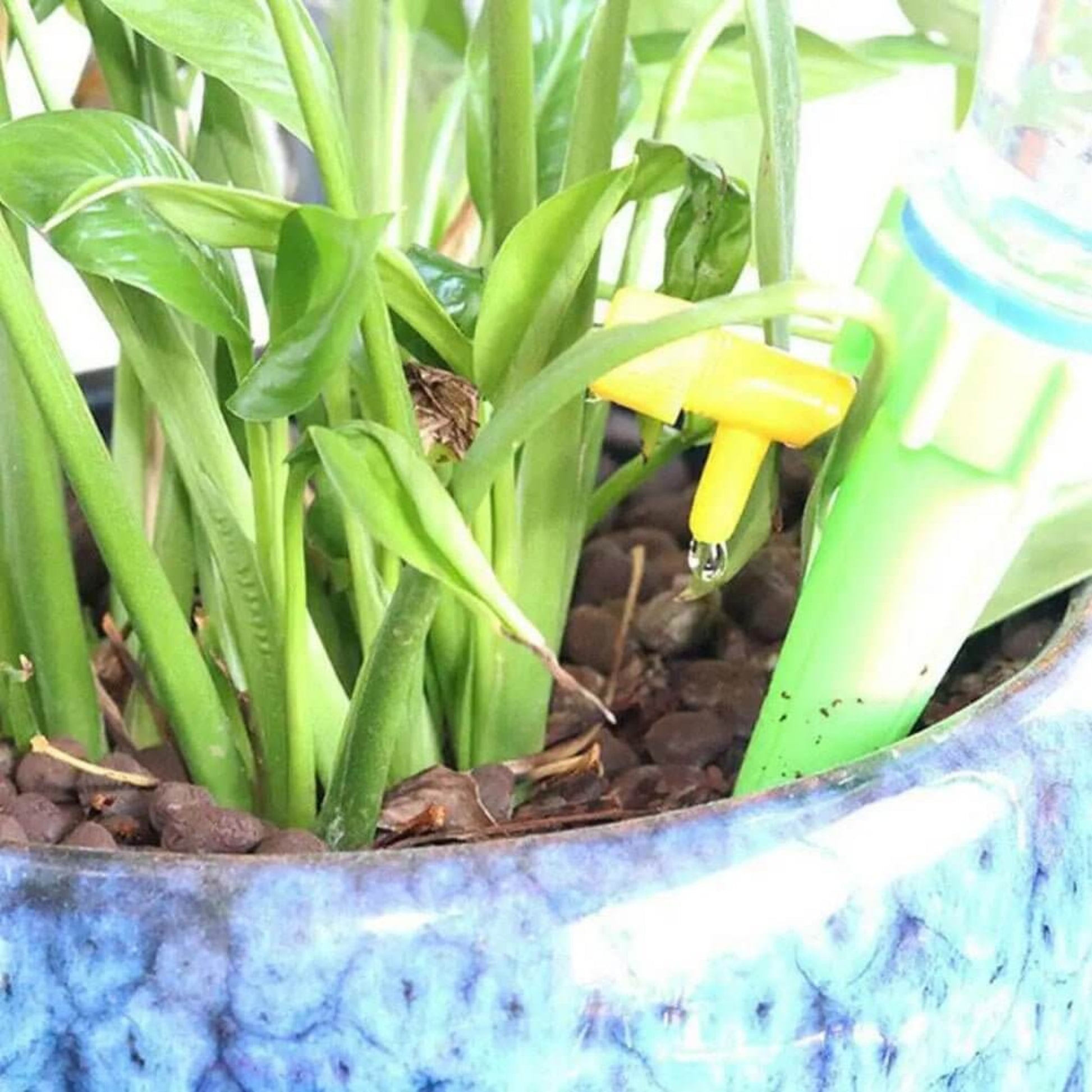 Automatic drip self watering spike in a plant pot, providing consistent hydration for flowers and indoor plants.
