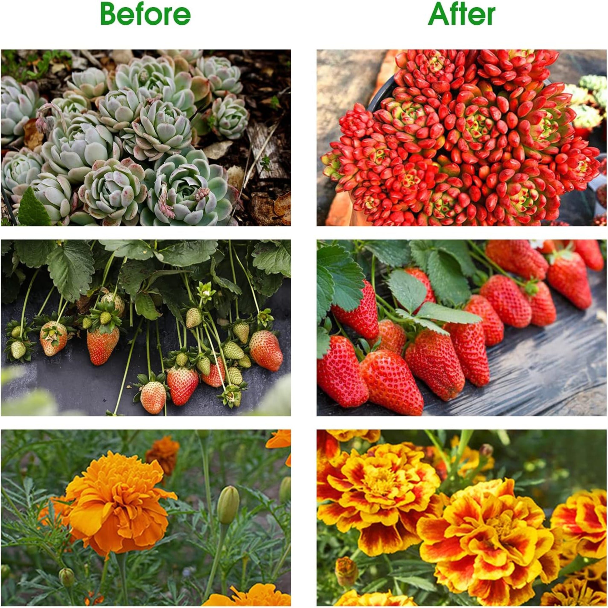 Before and after images of succulents, strawberries, and marigolds showing vibrant growth and healthy plants.
