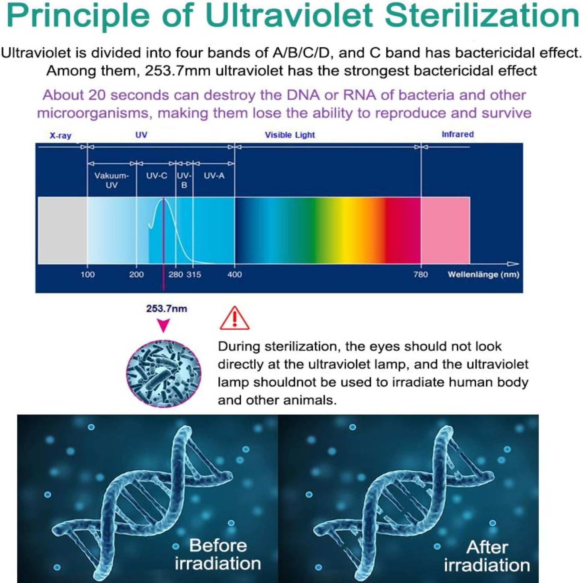 Scientific diagram of UV-C DNA destruction process on bacteria and microorganisms