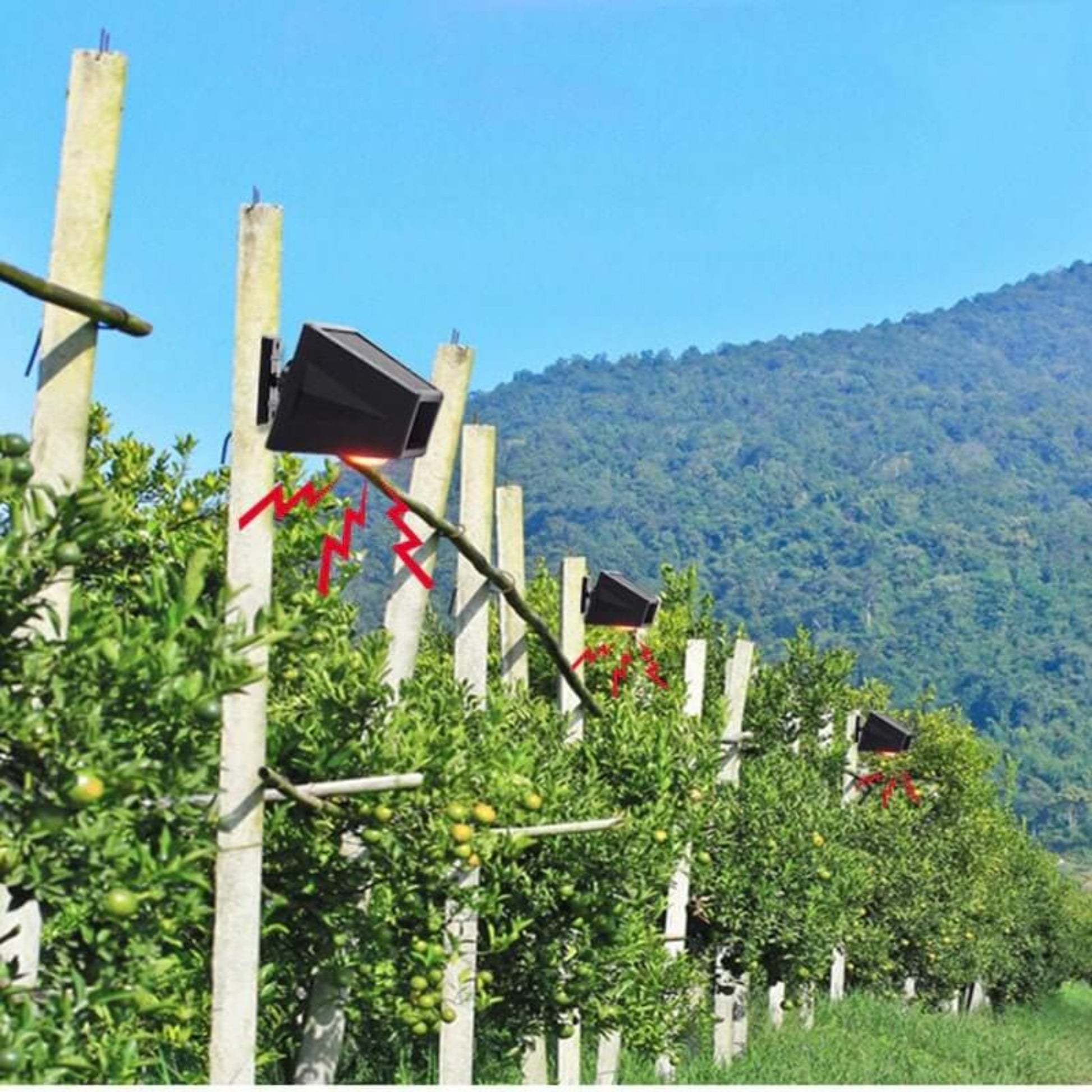 Multiple solar motion sensor alarm lights installed on orchard posts, using sound/light to deter animals.